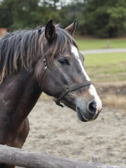 Obraz premium Black horse with white blaze