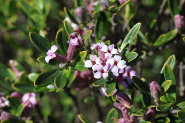 Daphne sericea is a shrubby wild plant with purple flowers