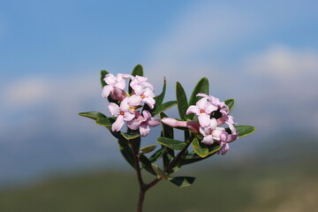 Daphne sericea is a shrubby wild plant with purple flowers