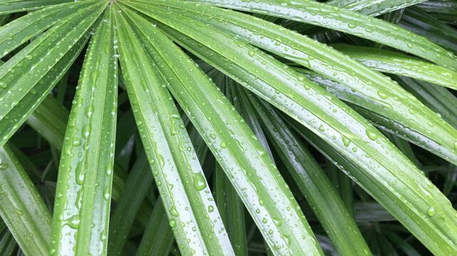 Rhapis excelsa or Lady palm with rain drop in the garden Tropical leaves background