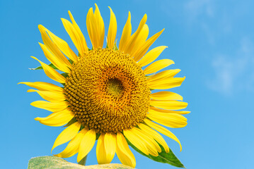 晴れた日に咲く向日葵