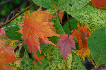 赤く染まり始めた有峰のカエデ