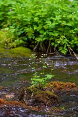 River with a small waterfall in a colorful alpine forest. Landscape with lush beautiful green grass along a mountain stream. beautiful flowers in the mountains