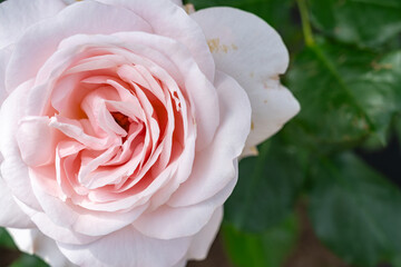 綺麗に咲いた淡いピンク色の薔薇