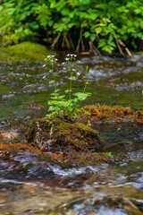 River with a small waterfall in a colorful alpine forest. Landscape with lush beautiful green grass along a mountain stream. beautiful flowers in the mountains