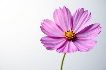 Fototapeta premium Delicate purple cosmos flower petals softly focus on white background, nature, soft light, botanical