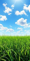 Obraz premium Lush Green Grass, Blue Sky, and Clouds: A Serene Landscape