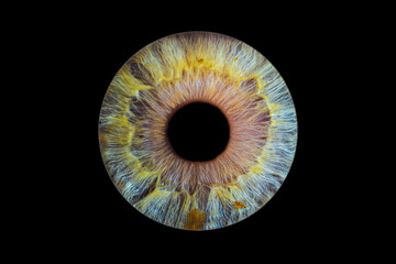 Iris humain artistique- photographie yeux

