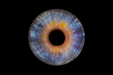 Iris humain artistique- photographie yeux
