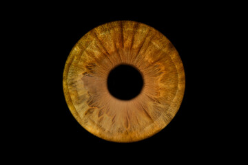 Iris humain artistique- photographie yeux
