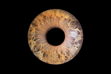 Iris humain artistique- photographie yeux
