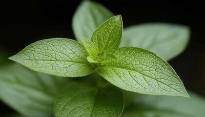 Healthy green plant growth indoor garden nature close-up macro view botanical concept