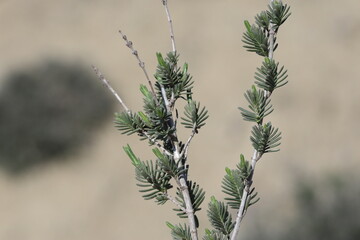 Thymus capitatus is a compact, woody perennial native to Mediterranean Europe and Turkey