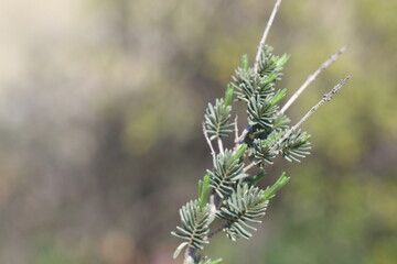 Thymus capitatus is a compact, woody perennial native to Mediterranean Europe and Turkey