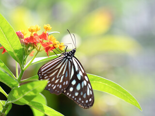 トウワタの蜜を吸うリュウキュウアサギマダラ