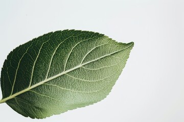 Obraz premium Green apple leaf detail photography botanical.