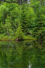 Beautiful landscape with the mountain lake Grner See in Austria and the forest reflected in the water.