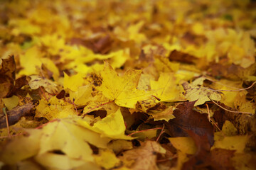 Beautiful autumn landscape with yellow trees and sun. Colorful foliage in the park. Falling leaves natural background