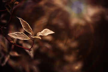 Beautiful Nature Autumn landscape. Scenery view on autumn city park with golden yellow foliage in Sunny day. Walking path in the city Park strewn with autumn fallen leaves.