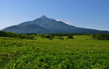 Fototapeta premium 花 咲き誇る 利尻島