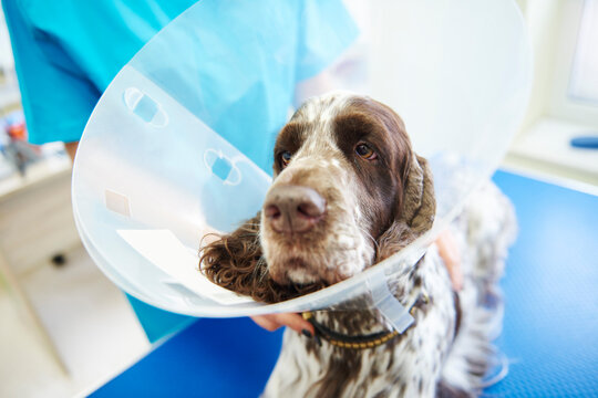 Dog wearing an Elizabethan colla in veterinary surgery