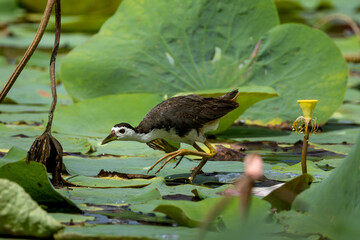 White-breasted Waterhen