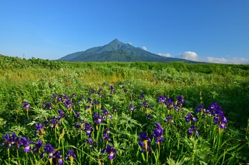 Obraz premium 花 咲き誇る 利尻島