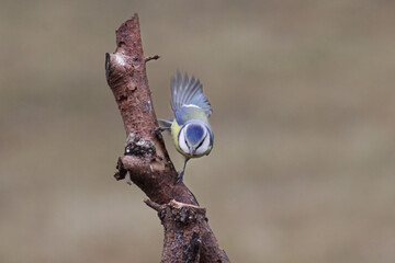 The Eurasian blue tit (Cyanistes caeruleus) posing on a branch, blurred brown background