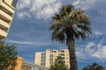 Palm tree standing tall against a clear sky above apartment buildings in Albania during late afternoon