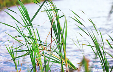 Water surface. The texture of the water. Waves on the lake in windy weather.