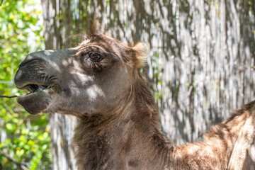 Portrait of a camel, Camelus ferus, in the zoo. Big eyes, funny look and soft fur, an animal in the...