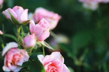 Plants and flowers macro. Detail of petals and leaves at sunset. Natural nature background.