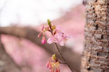 満開に咲く早咲きの河津桜