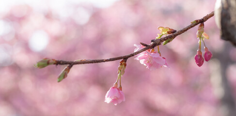満開に咲く早咲きの河津桜
