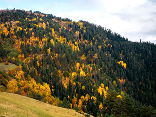 Naklejka premium Colorful autumn with green, red and yellow colors of trees on mountain background on blue sky and cloud. Beautiful first autumn season, nature landscape scene in october at Georgia.