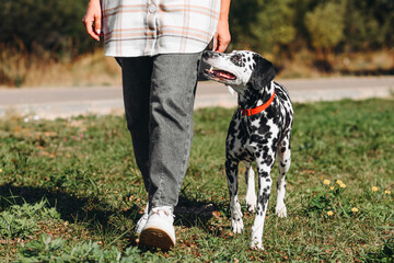 black and white slim and muscular spotted Dalmatian dog in red collar walking with owner in park...