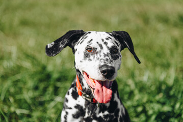 black and white slim and muscular spotted Dalmatian dog in red collar sitting in park with green...
