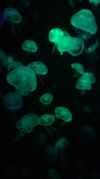 Jellyfish, Sea life in big tank at aquarium. Educated sea life in aquarium.
