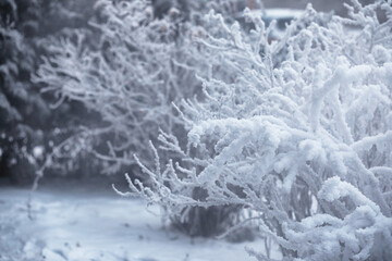 Winter atmospheric landscape with frost-covered dry plants during snowfall. Winter Christmas...