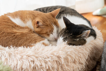 窓辺で眠る可愛い二匹の猫