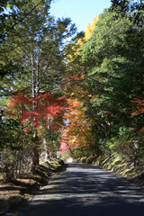 Naklejka premium 曼殊院 参道の紅葉 京都市左京区