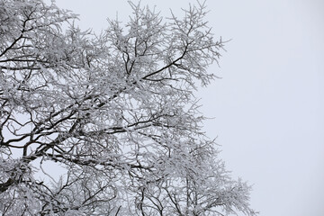 White snow on a bare tree branches on a frosty winter day, close up. Natural background. Selective botanical background.