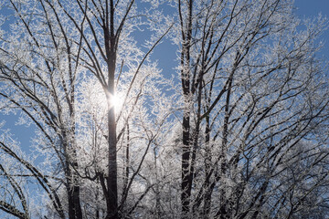 Fototapeta premium 霧氷する木からこぼれる太陽の光