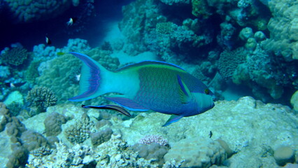 Bridled parrotfish (Scarus frenatus) undersea, Red Sea, Egypt, Sharm El Sheikh, Montazah Bay