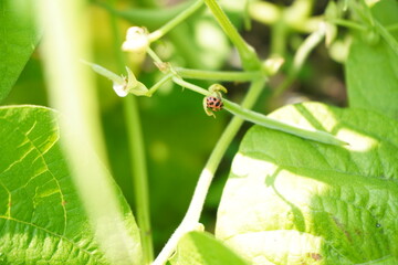Ladybug among the growing vegetables