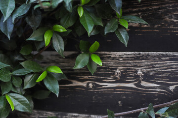 Fresh green leaves contrast beautifully against a rustic wooden background in Albania's natural landscape during the daytime