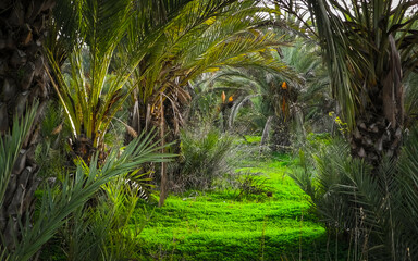 Palm grove on the island of Cyprus.