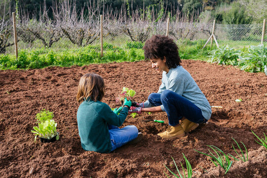 Mother and son planting lettuce seedlings in vegetable garden