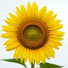 Naklejka premium A vibrant sunflower against a stark white background.