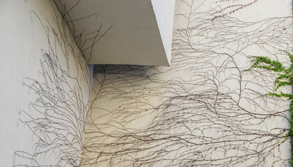 Vines sprawling across a wall in Bucharest, Romania showcasing nature's integration with urban...